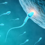 sperm_and_egg_1