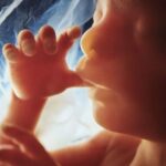 preborn_baby__womb__fetus-e1709120071967-810×500