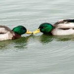 Males_Anas_platyrhynchos_2