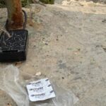 The deadly illegal abortion pill campaign in Malta 6bc2dbc4-bde5-4c48-87e6-501607191f25-e1779904231930